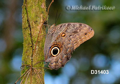 Dark Owl-Butterfly (Caligo brasiliensis minor)